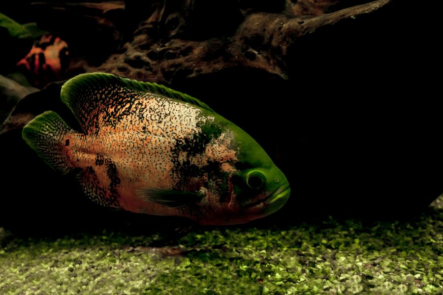 Oscar Fish Swimming Near Gravel Substrate in Tank