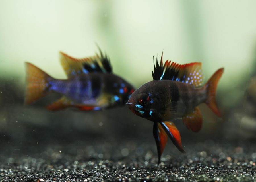 Pair of Black Ram Cichlids Near Bottom of Tank