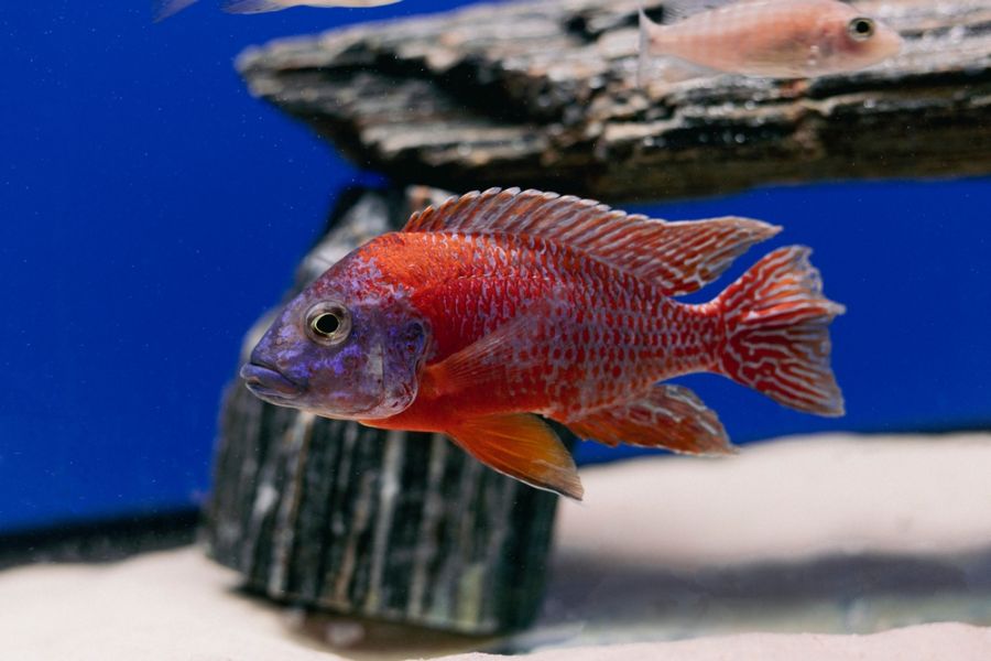 Ruby Red Peacock Cichlid Swimming in Aquarium With Driftwood