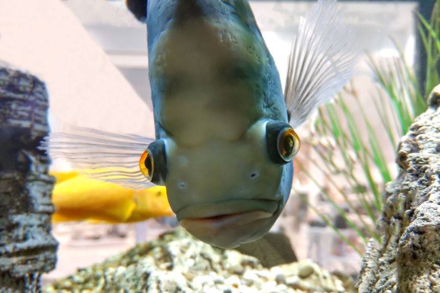 Straight on View of an Oscar Fish's Face in an Aquarium
