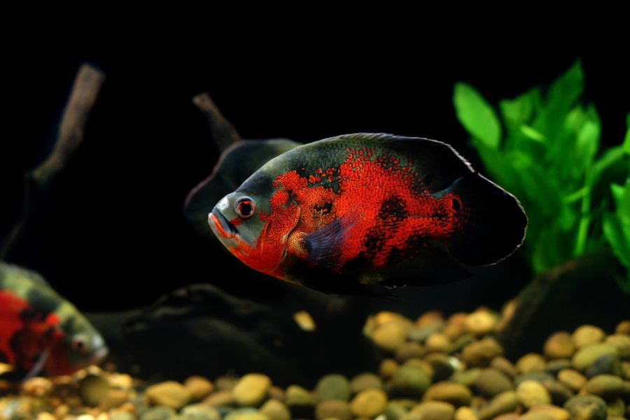 Tiger Oscar Fish With Bright Red Scales