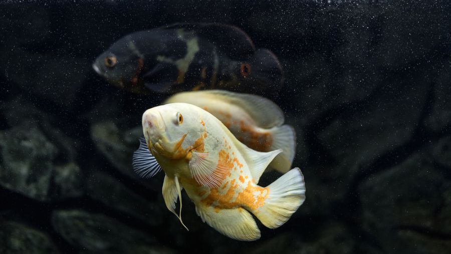 White Oscar Fish Swimming in Tank With Other Oscars