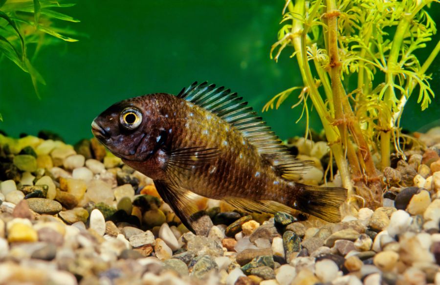 White-Spotted Cichlid Resting at Bottom of Tank
