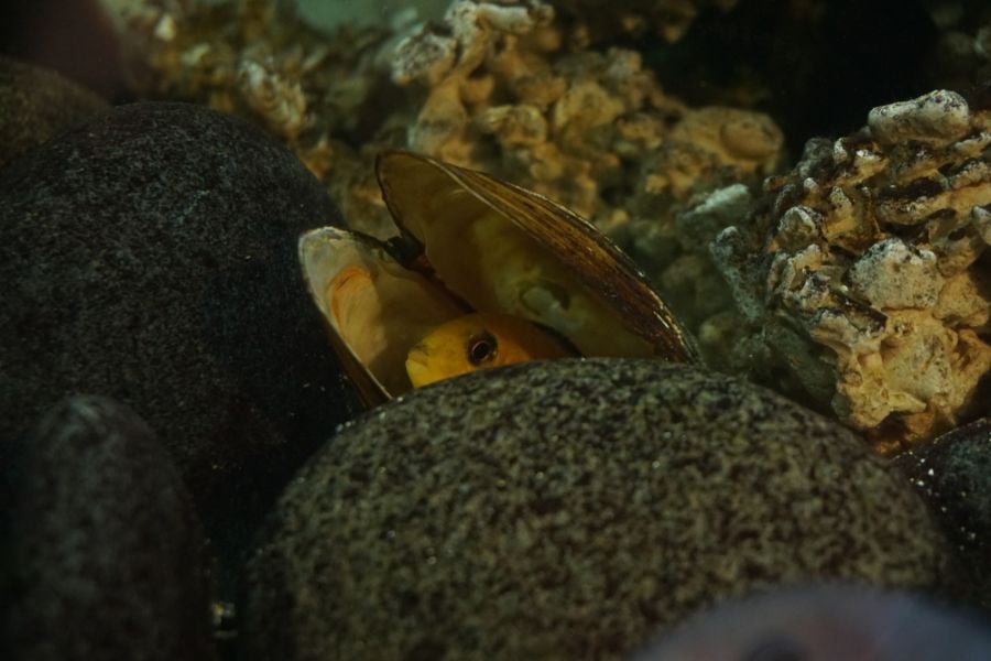 Yellow Cichlid Hiding in an Oyster Shell in an Aquarium