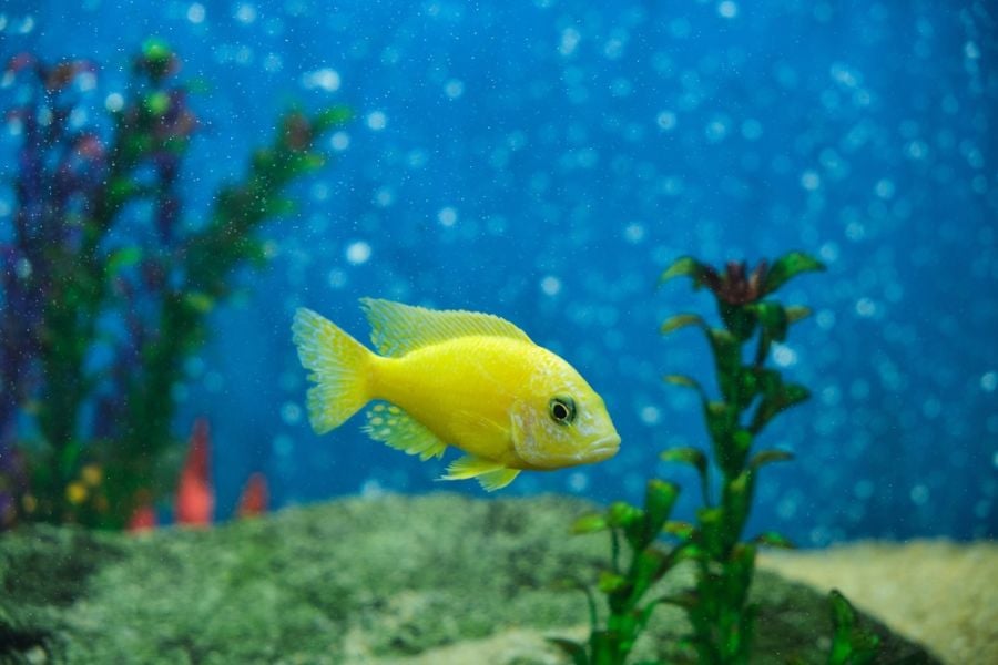 Yellow Cichlid With White Spots on its Fin
