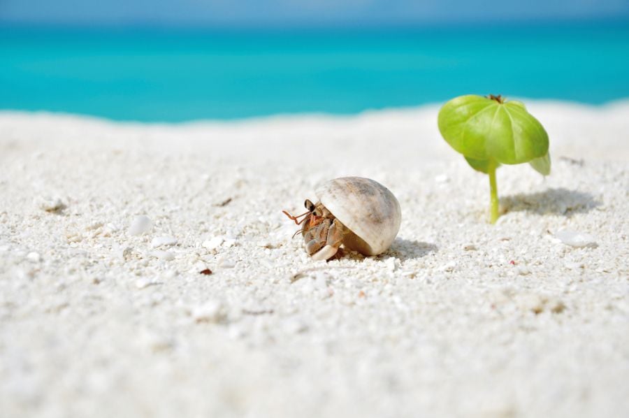 Hermit Crab in the Sand Next to a Plant