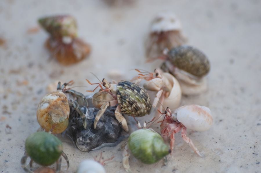 Hermit Crabs on a Beach in Thailand