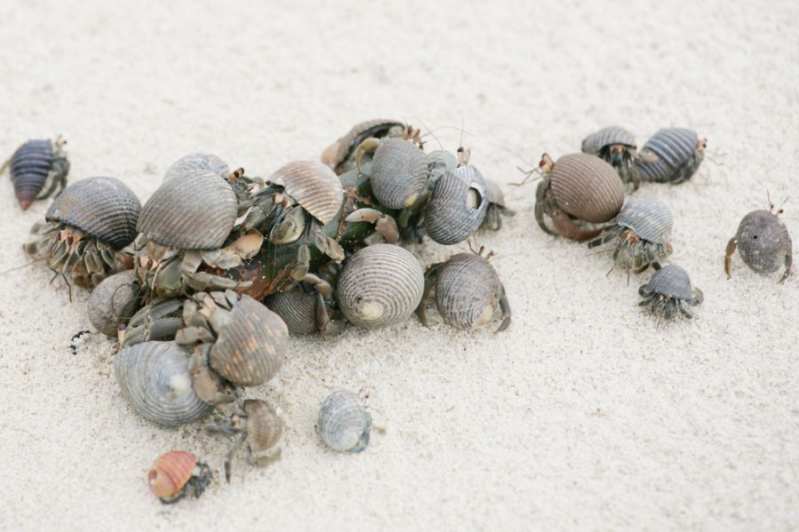 Many Hermit Crabs on the Sand at the Beach