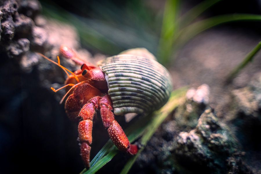 Red Hermit Crab Crawling on a Rock