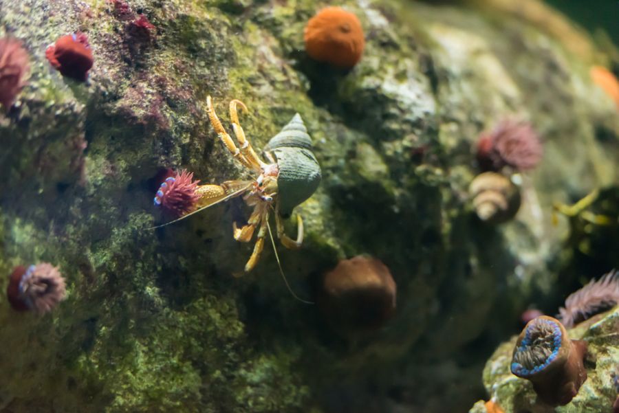 Saltwater Hermit Crab on Rocks in an Aquarium