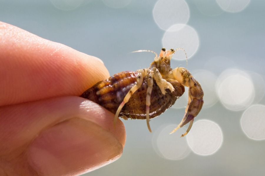 Small Hermit Crab Being Held by Its Shell