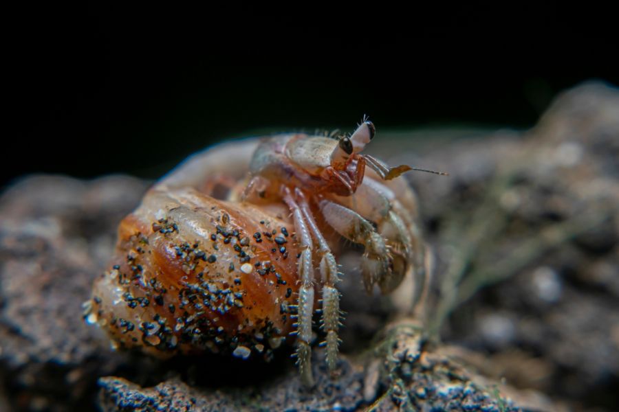 Closeup of a Hermit Crab With Sand on Its Shell