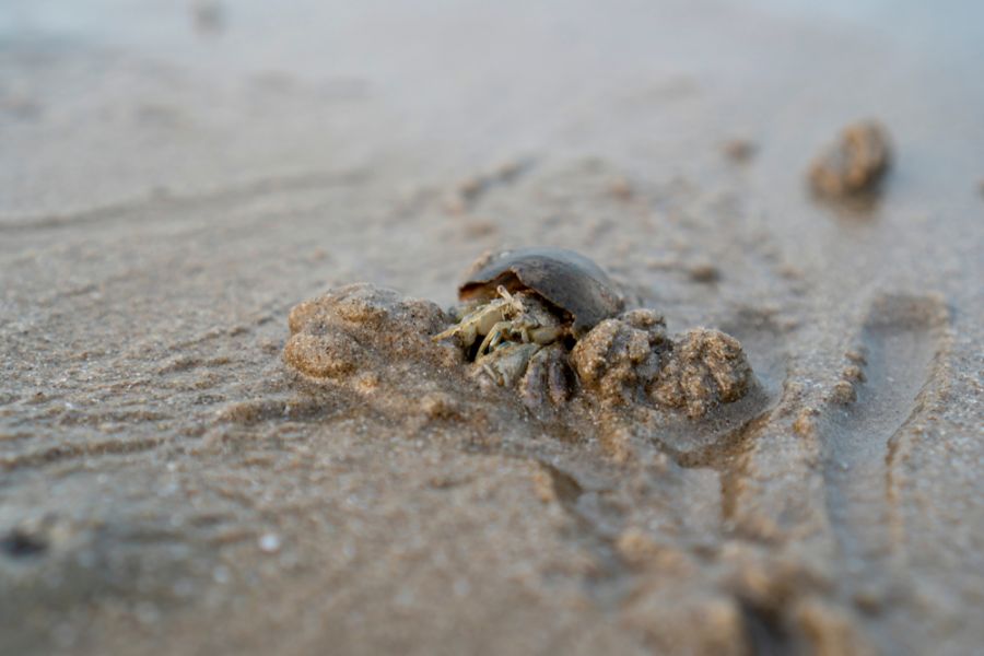 Hermit Crab Digging in the Sand on a Beach
