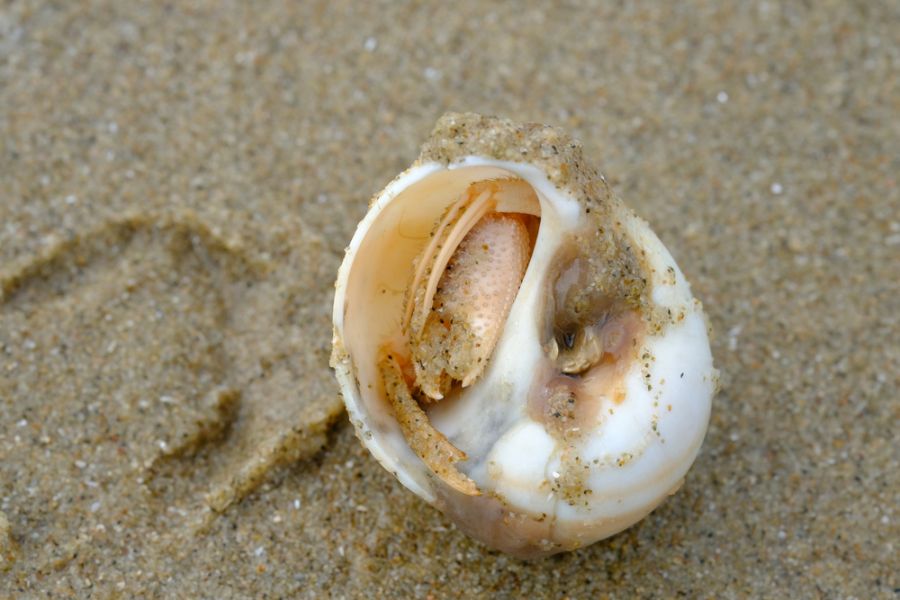 Hermit Crab Hiding in Its Shell in the Sand