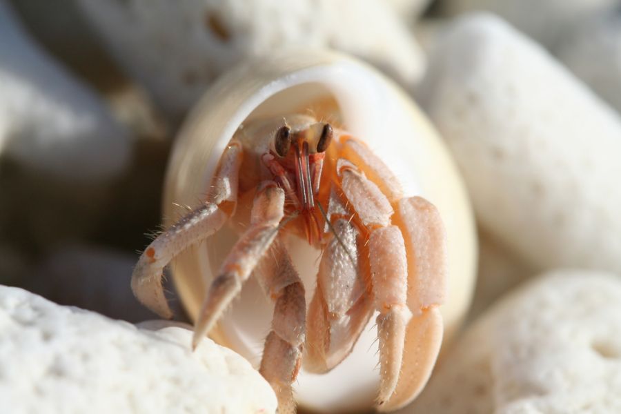 Hermit Crab in Light Colored Shell on Stones