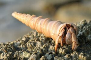 The Stages of a Hermit Crab's Life Cycle - Avid Aquarist