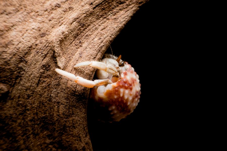 Land Hermit Crab Climbing a Piece of Driftwood
