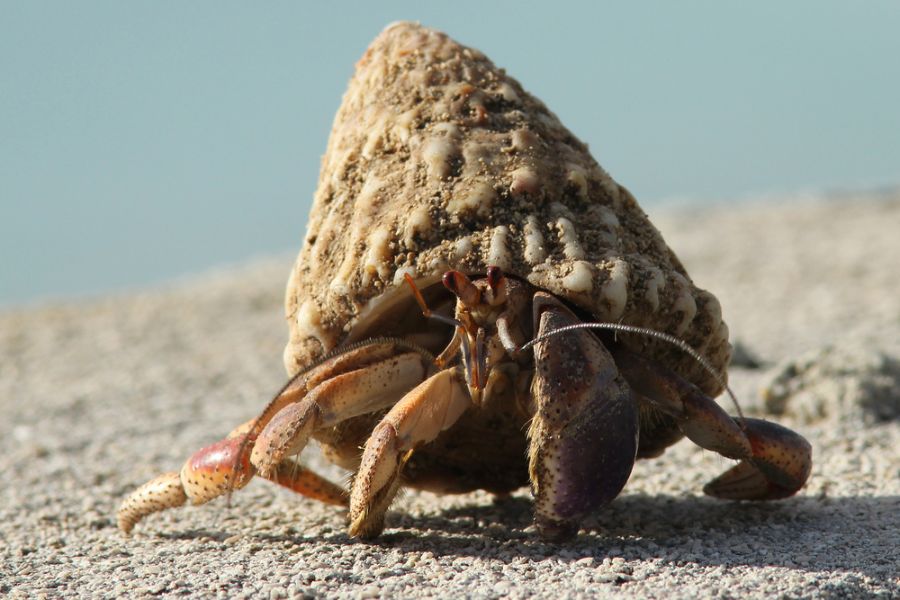 Land Hermit Crab in a Conical Shell on the Beach