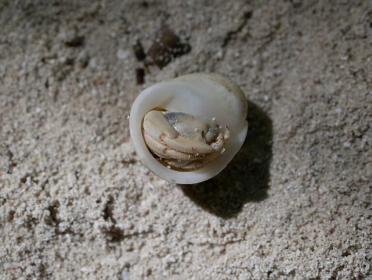 Why Did My Hermit Crab Die? (8 Common Causes) Avid Aquarist