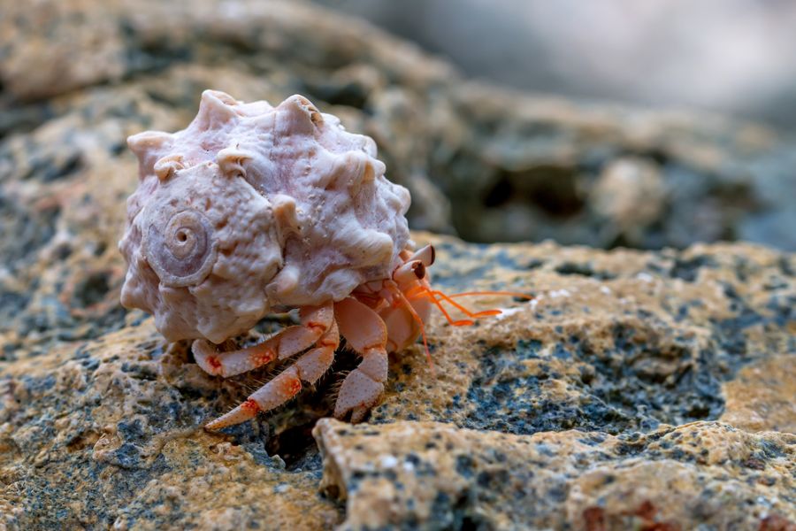 Orange and White Hermit Crab Resting on Rocks