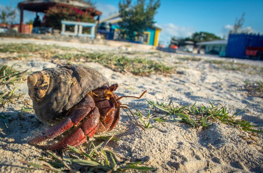 Red Hermit Crab Walking on a Grassy Beach