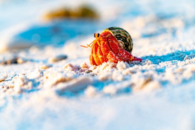 How Big Do Hermit Crabs Get? (And How Fast Do They Grow?) Avid Aquarist
