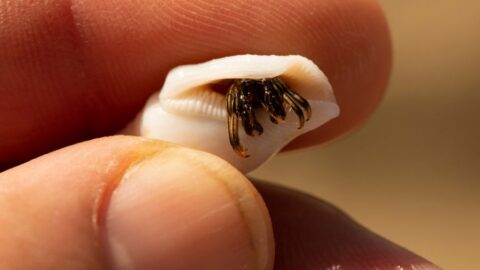 How Big Do Hermit Crabs Get? (And How Fast Do They Grow?) - Avid Aquarist