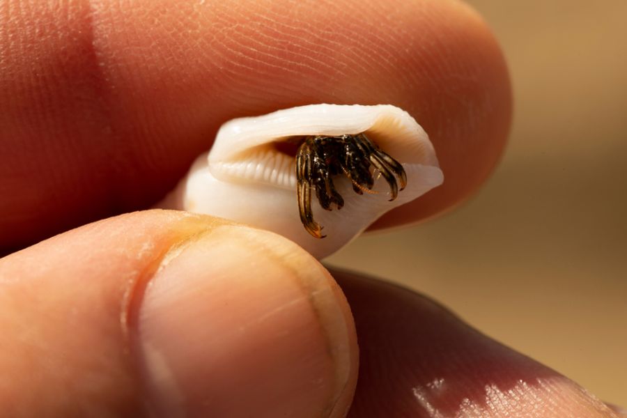 Tiny Hermit Crab Being Held By a Human Hand