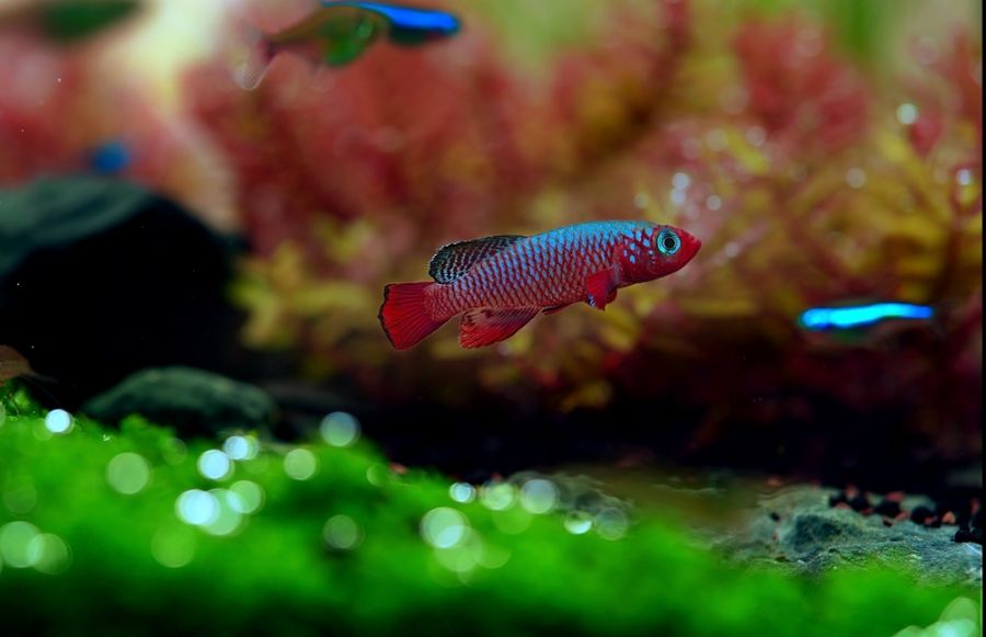 Blue Egger's Killifish in a Planted Aquarium