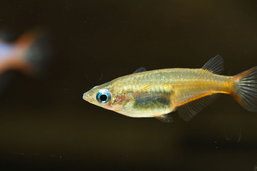 Female Daisy's Blue Ricefish Against Dark Background