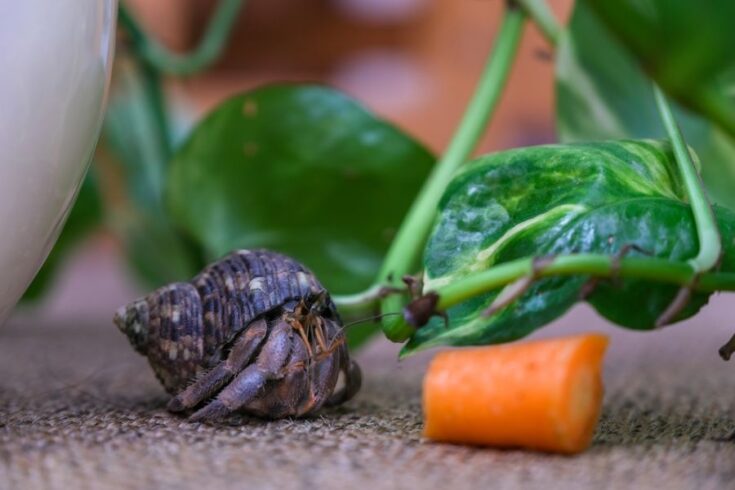 Hermit Crab Care Guide for Beginners - Avid Aquarist - Hermit Crab Bulk Cricket Feeding Setup