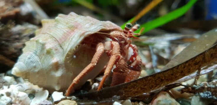 What Do Hermit Crabs Need to Survive and Thrive? - Avid Aquarist