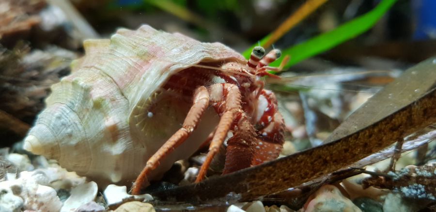 Hermit Crab at Bottom of Aquarium on Rocks