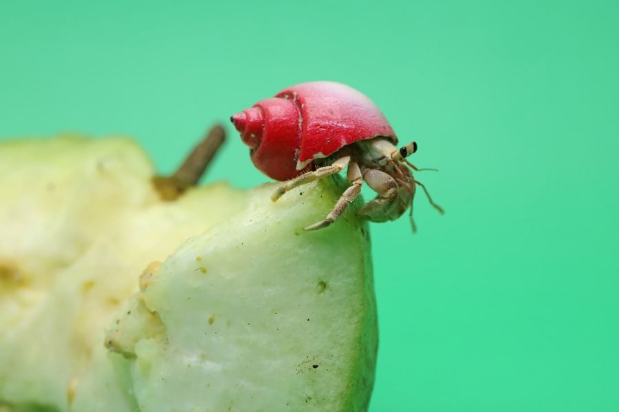 Hermit Crab in Red Shell Eating Guava Fruit