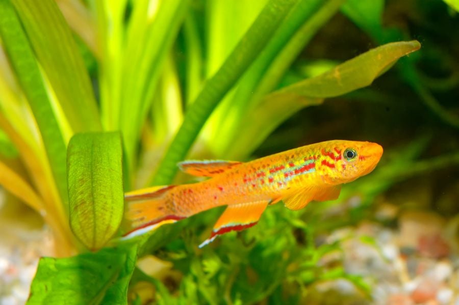 Killifish Swimming Among Plants in Aquarium