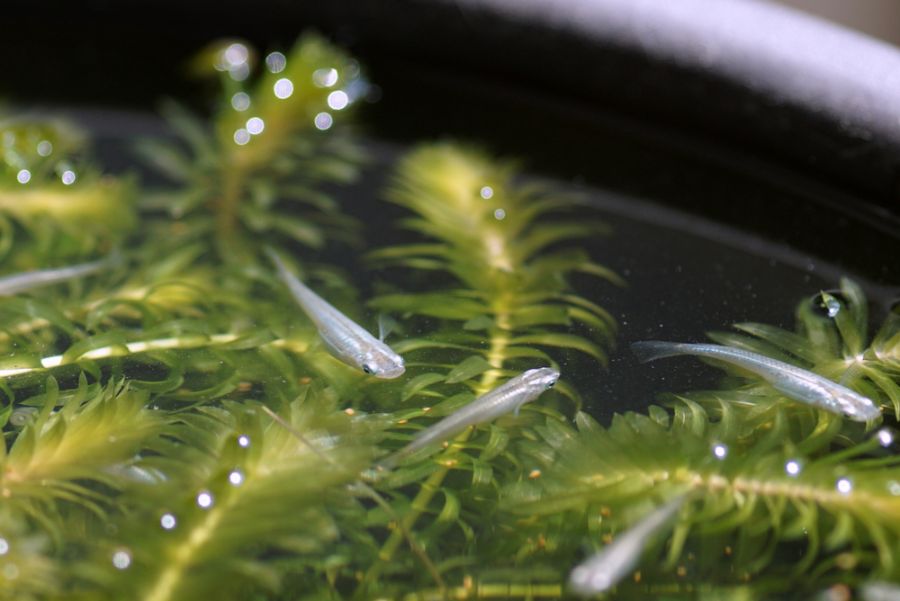 Killifish Swimming Near the Surface of a Planted Tank