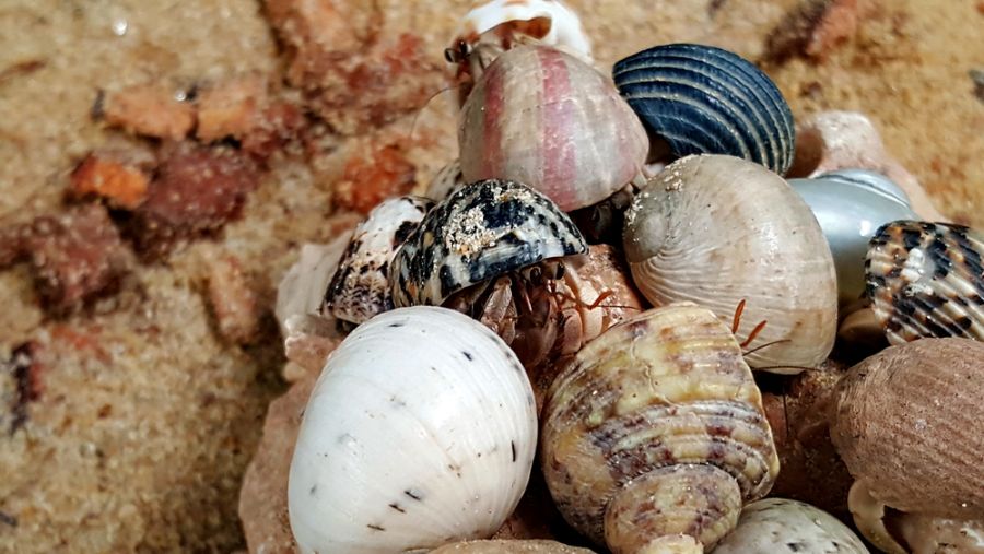 Many Hermit Crabs in a Pile on the Sand