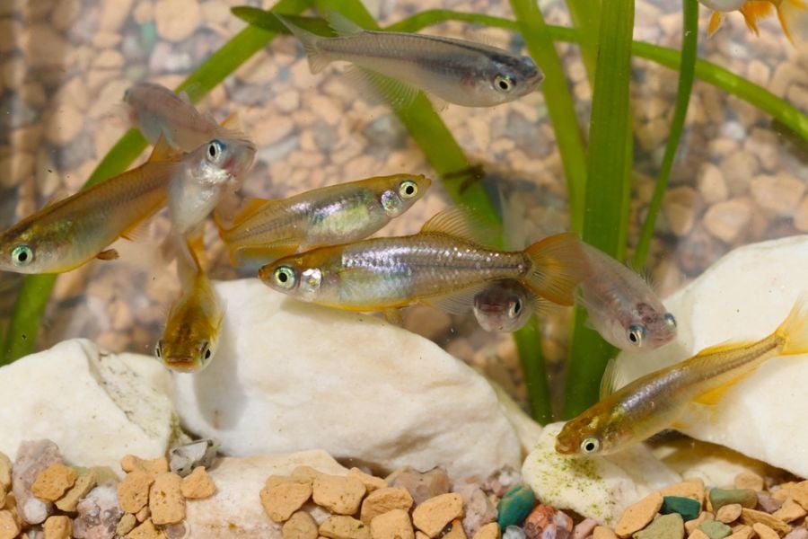 Many Japanese Ricefish in an Aquarium