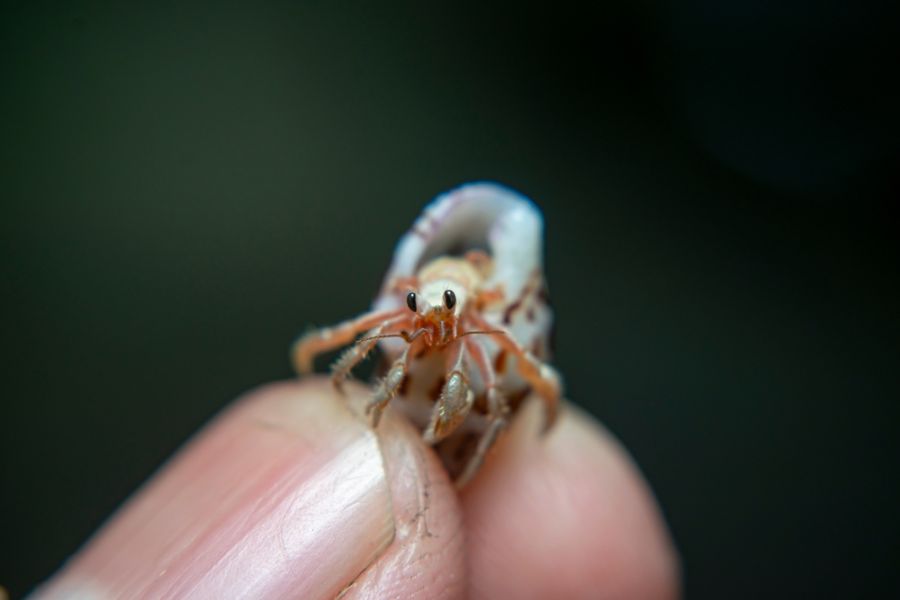 Tiny Hermit Crab Being Held by Fingertips