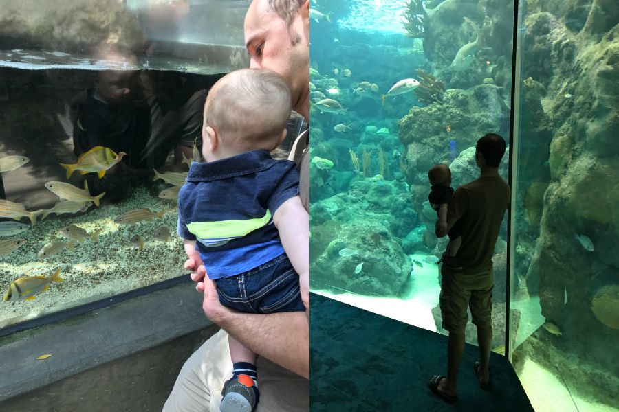With My Son at an Aquarium in Florida