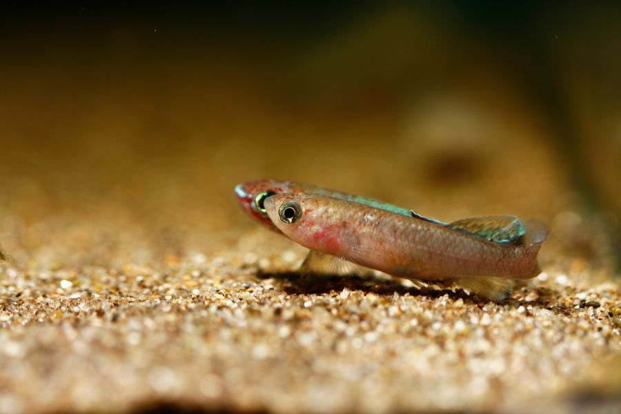 Breeding Pair of Blue Gularis Killifish