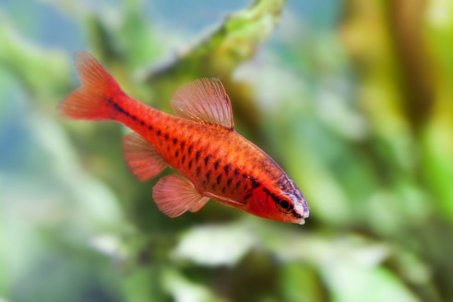 Bright Red Cherry Barb Swimming With Fins Flared