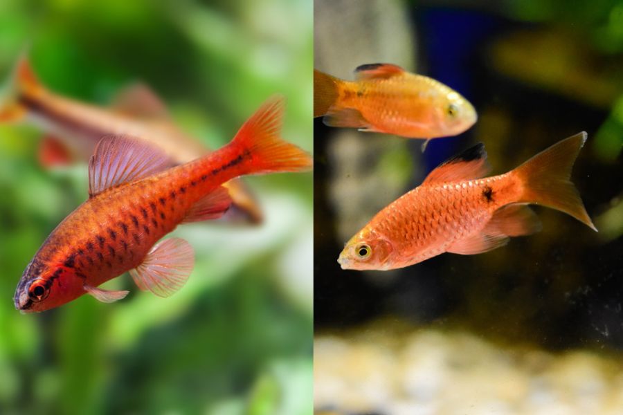 Cherry Barb vs Rosy Barb