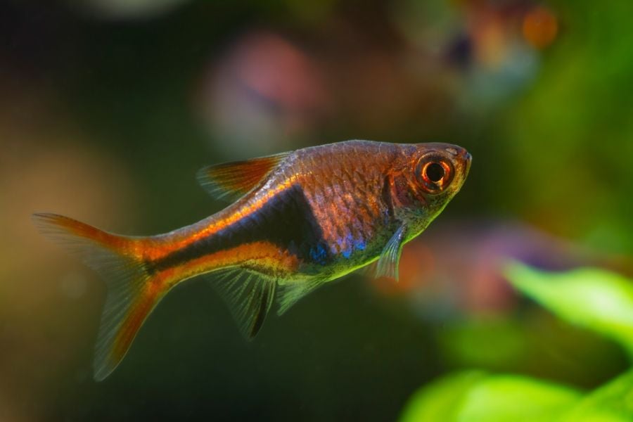 Closeup of a Harlequin Rasbora
