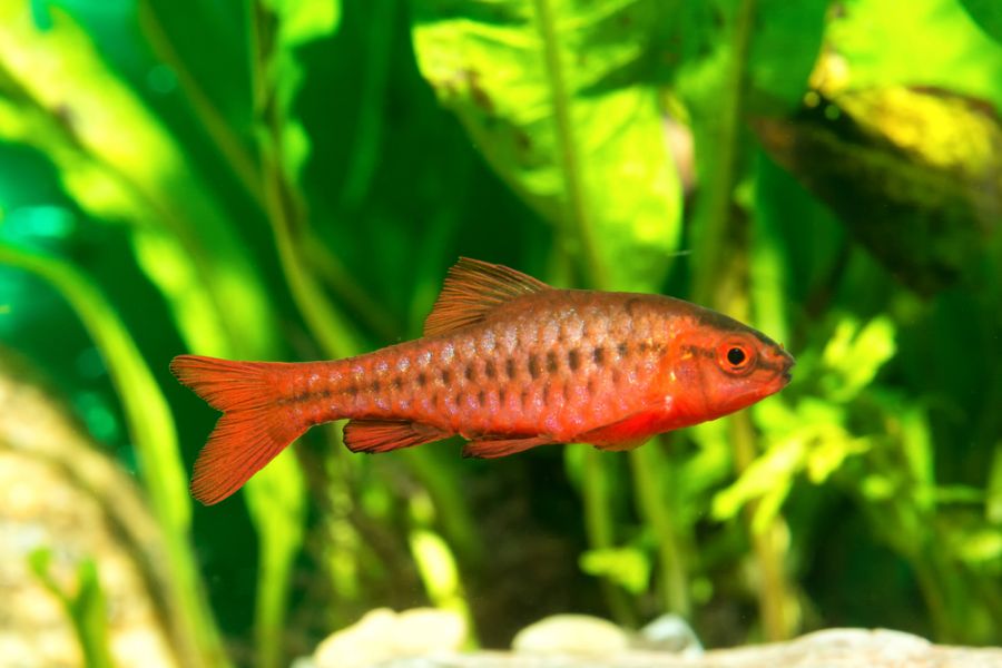Closeup of a Male Cherry Barb in a Planted Aquarium