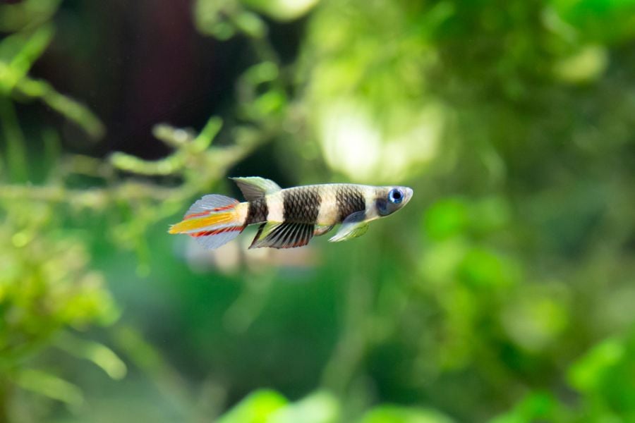 Clown Killifish Against a Planted Background