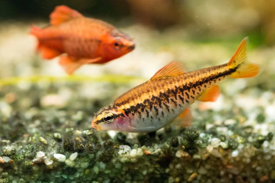 Female Cherry Barb With a Belly Full of Eggs Searching for Food