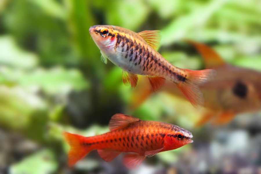 Male and Female Cherry Barbs Swimming Near Each Other