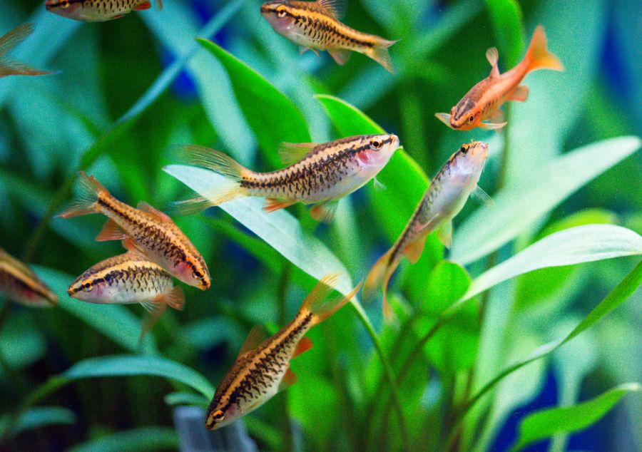 Many Cherry Barbs Swimming in a Planted Tank