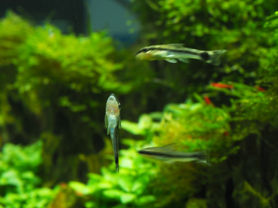 Multiple Otocinclus Catfish in a Planted Tank